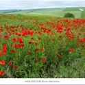 Poppy Field - Malcolm Oakley